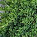 Dwarf Japanese Garden Juniper - 1 Gallon