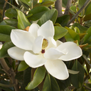 Saint Mary Southern Magnolia - 5 Gallon