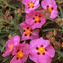 Purple Rock Rose - 5 Gallon