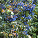 Oregon Grape - 5 Gallon