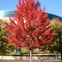 Autumn Blaze Maple