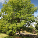 Skyline Honeylocust - 5 Gallon