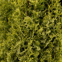 Swane's Golden Italian Cypress - 7 Gallon