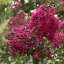 Centennial Spirit Crape Myrtle - 5 Gallon
