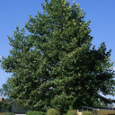 Bloodgood London Planetree