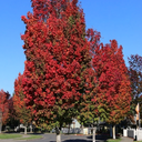 Bowhall Maple