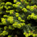 Dwarf Balsam Fir - 2 Gallon