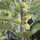 Peter's Honey Fig - 5 Gallon