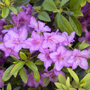 Karen Azalea - 1 Gallon