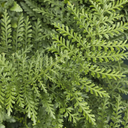 Austral Gem Bird's Nest Fern - 1 Gallon