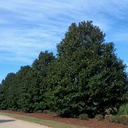 Teddy Bear Southern Magnolia - 15 Gallon