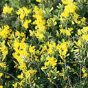 Gold Flash Broom