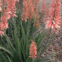 Safari Rose Aloe - 1 Gallon
