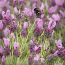 Javelin Forte Deep Rose Spanish Lavender - 1 Gallon