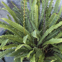 Deer Fern - 1 Gallon