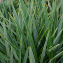 Little Rev Flax Lily - 1 Gallon