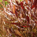 Purple Hopseed Bush - #5