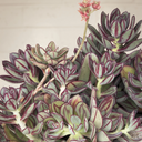 Painted Echeveria - 1 Gallon