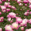 Bowl of Beauty Herbaceous Peony - 2 Gallon