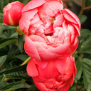 Coral Charm Peony - 2 Gallon