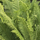 Ostrich Fern