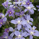Arabella Perennial Clematis - 2 Gallon