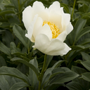 Jan Van Leeuwen Peony - 2 Gallon