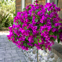 Purple Queen Bougainvillea