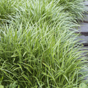 Ice Dance Japanese Sedge - 1 Gallon