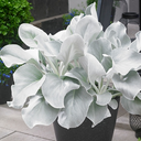 Angel Wings Senecio