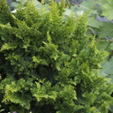 Jade Waves Fernspray False Cypress - 2 Gallon
