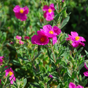 Magenta Rock Rose - 2 Gallon