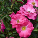 Flower Carpet Pink Supreme Rose - 2 Gallon