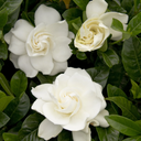 Gardenia First Love Tree - 5 Gallon