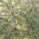 Leslie Roy Mesquite - 5 Gallon