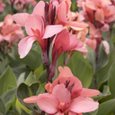 Cannova Mango Canna Lily