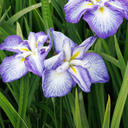Cascade Spice Japanese Iris - 1 Gallon