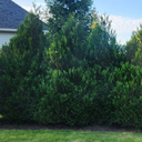 Tight Squeeze Western Red Cedar