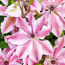 Vancouver Mystic Gem Clematis - 1 Gallon