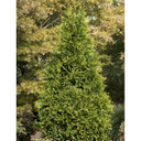 Tiny Tower Green Giant Arborvitae - 5 Gallon