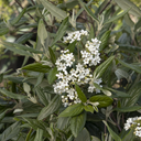 Pearlific Viburnum - 5 Gallon