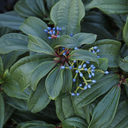 David Viburnum - 2 Gallon