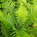 The King Ostrich Fern