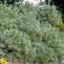 Dwarf Eastern White Pine - 5 Gallon
