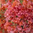 Orange King Bougainvillea - 1 Gallon