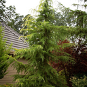 Golden Deodar Cedar - 1 Gallon