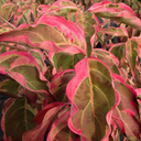 Samaritan Chinese Dogwood - 5 Gallon