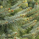 Bruns Serbian Spruce - 5 Gallon
