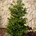 Atrovirens Oriental Spruce