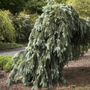 The Blues Blue Spruce - 5 Gallon